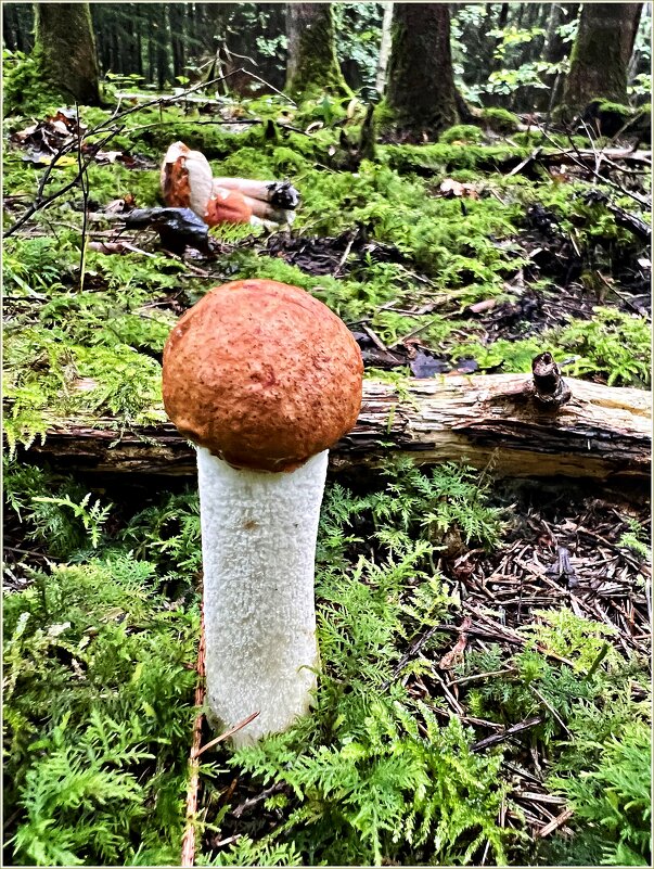 Малыш. - Валерия Комова