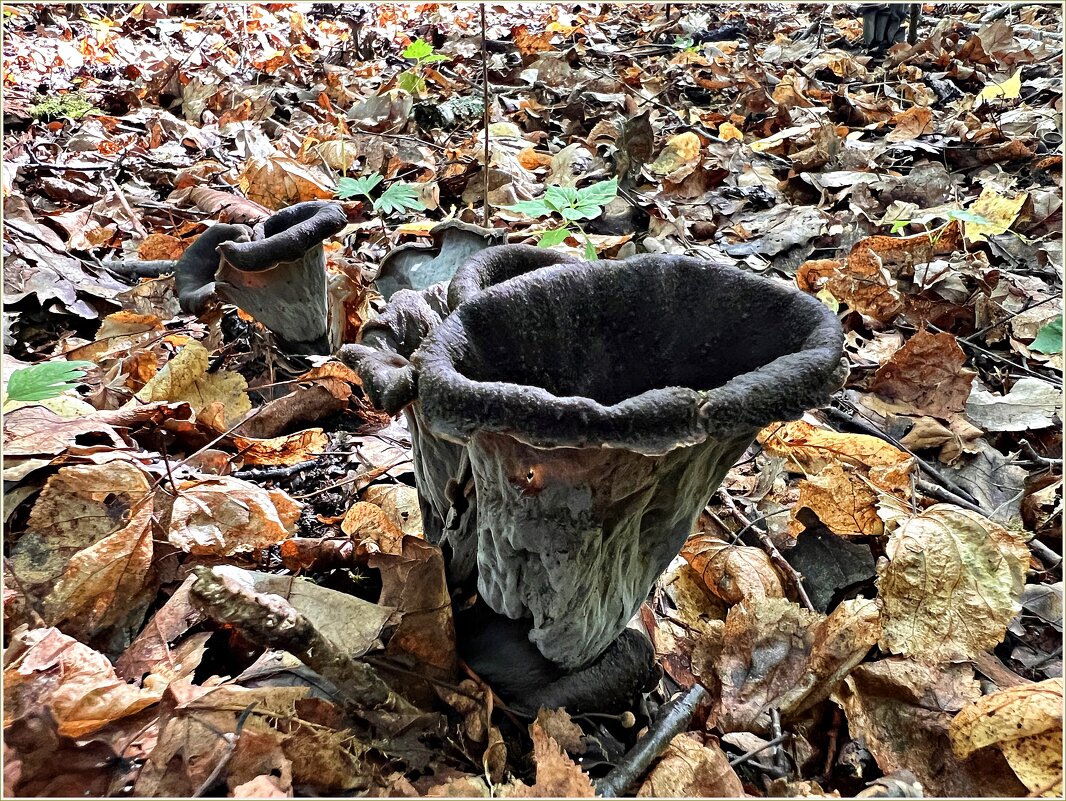 Чёрные лисички или вороночник рожковидный. - Валерия Комова
