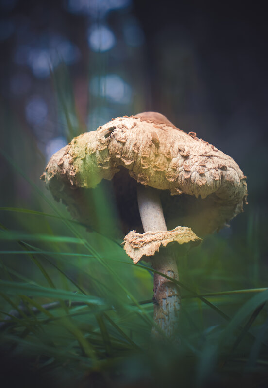 Немного о грибах - Sergei Vikulov Немного о грибах - Sergei Vikulov