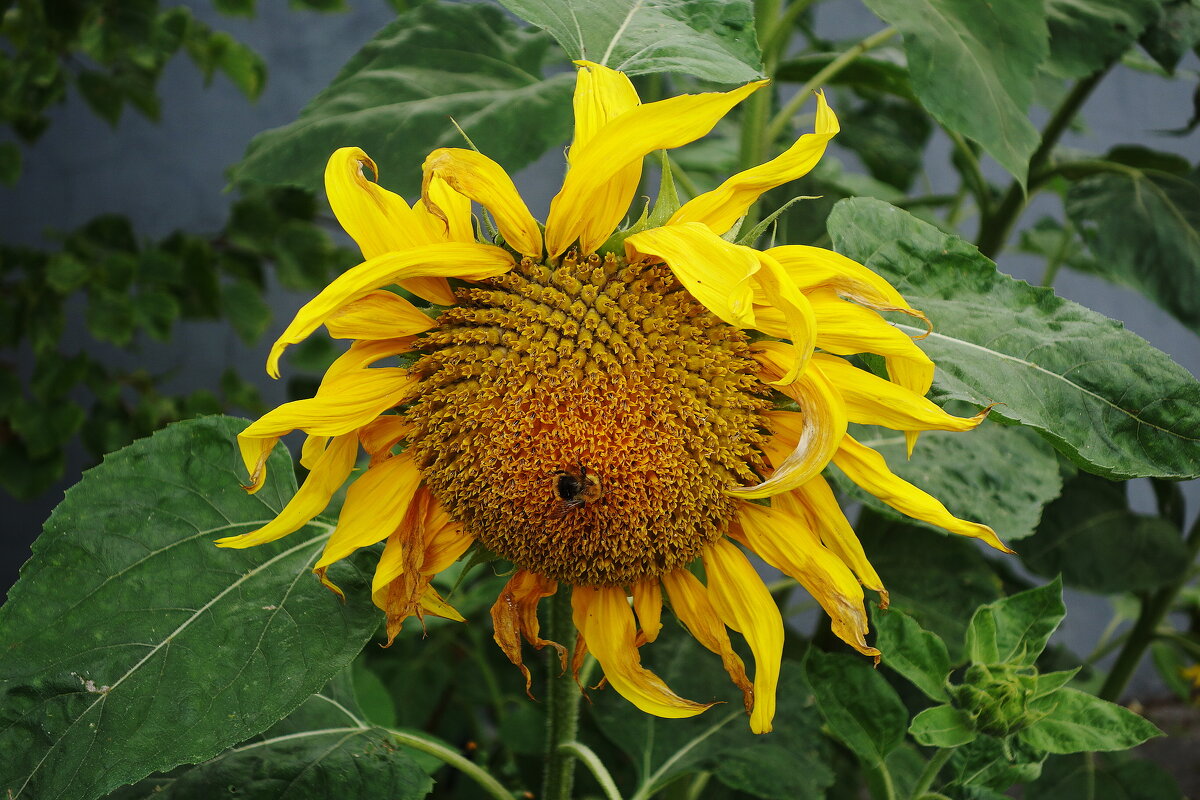 Подсолнечник - Рита Симонова