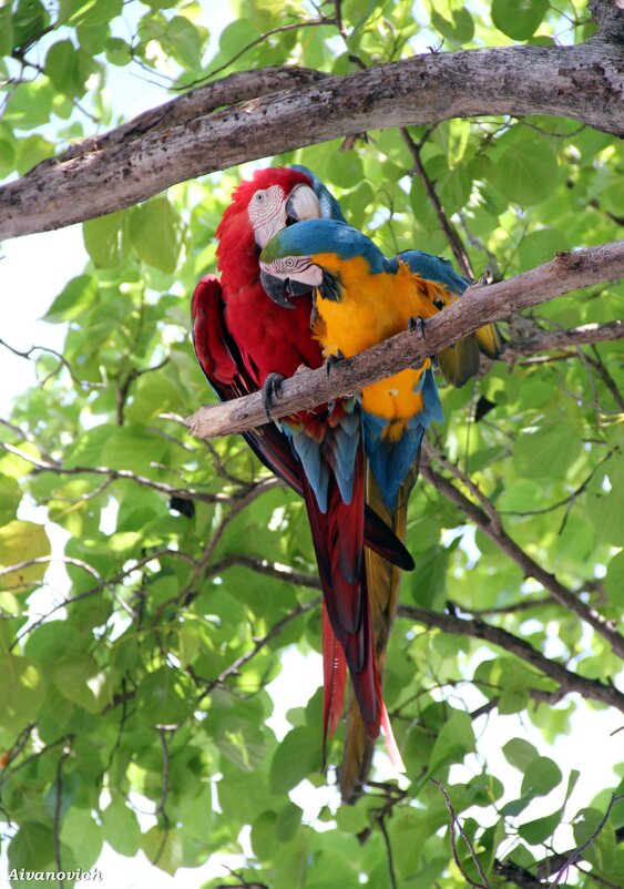 Милые бранятся, только тешатся. - Андрей Андреев Андреев