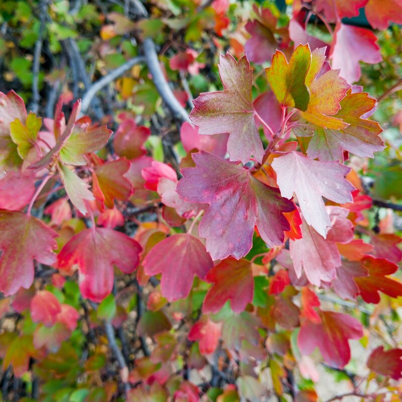 Краски осени - Елена Семигина Краски осени - Елена Семигина