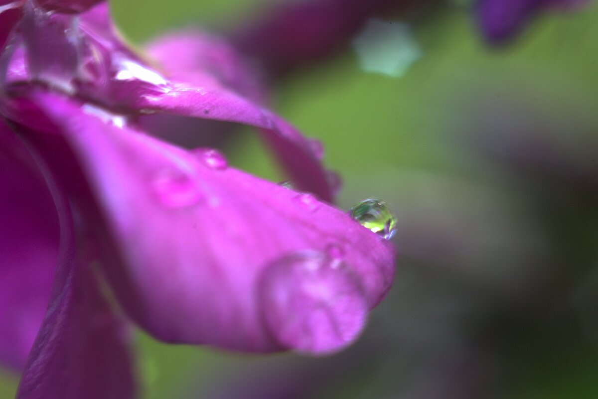 Флокс - Kventin Natabos 