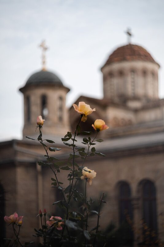 В обители осенних роз. - Анатолий Щербак В обители осенних роз. - Анатолий Щербак