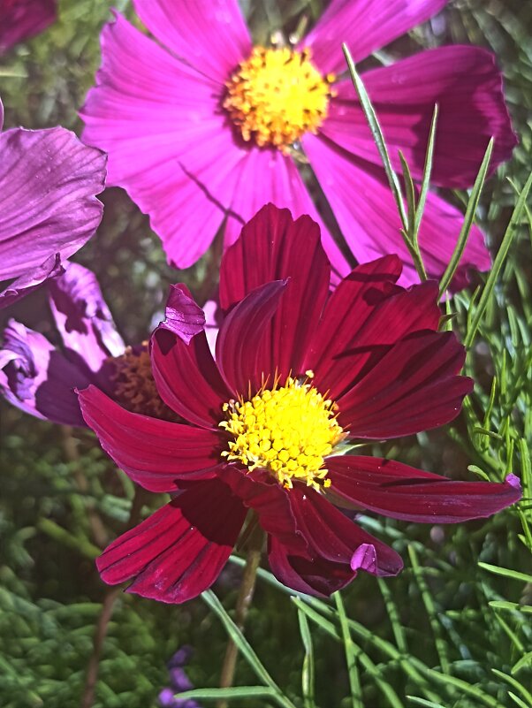 Цвета осени - Pippa 