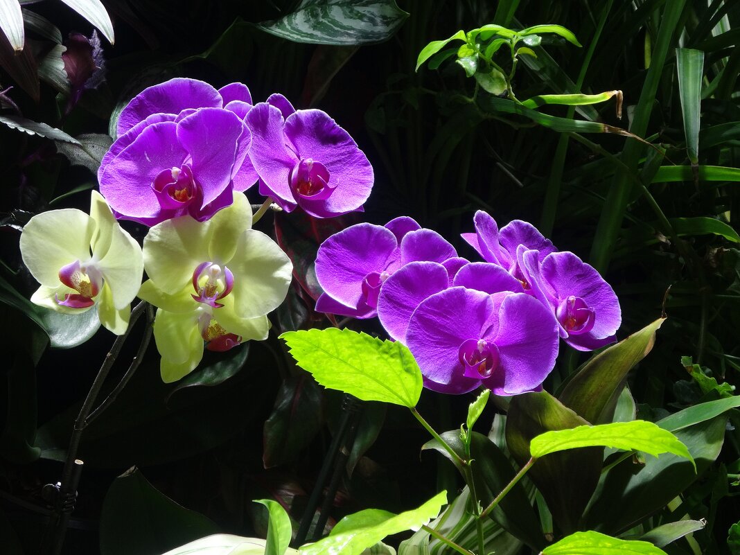 Орхидеи - Лидия Бусурина Орхидеи - Лидия Бусурина