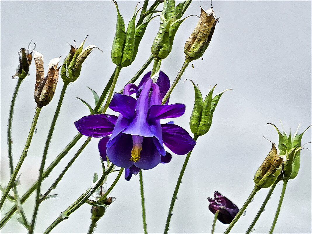 Аквилегия с привилегией - Валентина *