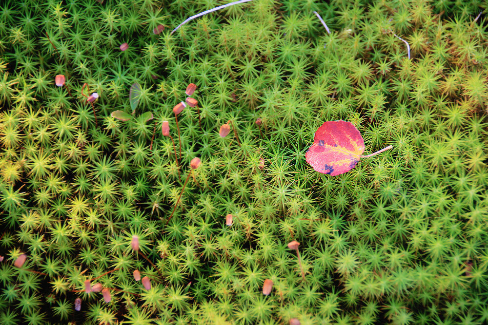 Приметы осени... - Галина Ильясова