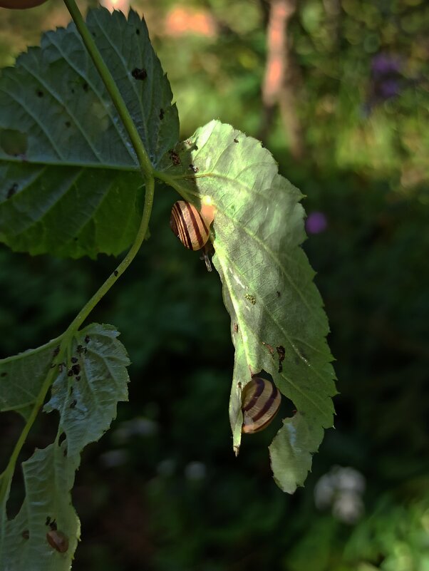 Ненасытные улитки... - veilins veilins