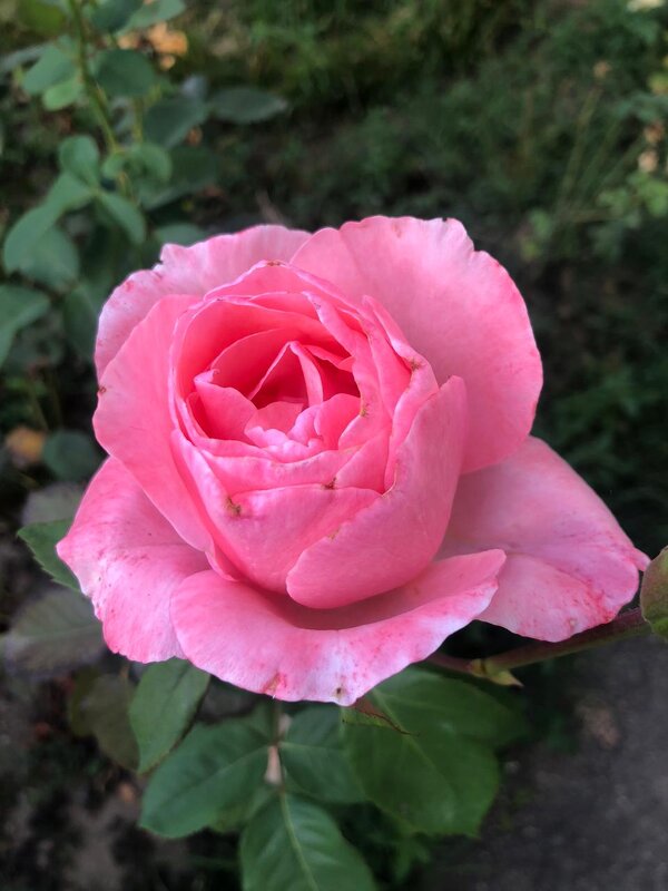 Роза - Светлана Мишенёва