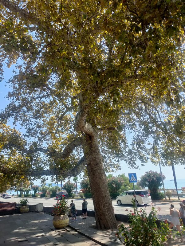 Платан восточный - Ирэн Платан восточный - Ирэн