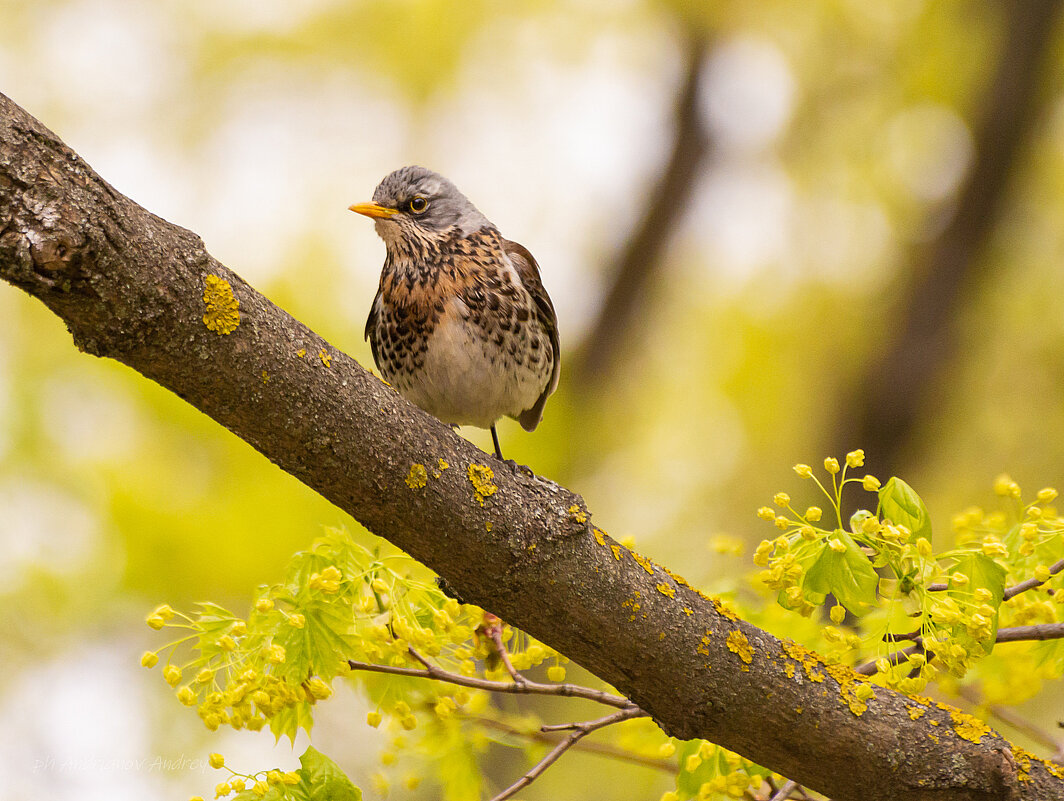 Дрозд. - Андрей Андрианов