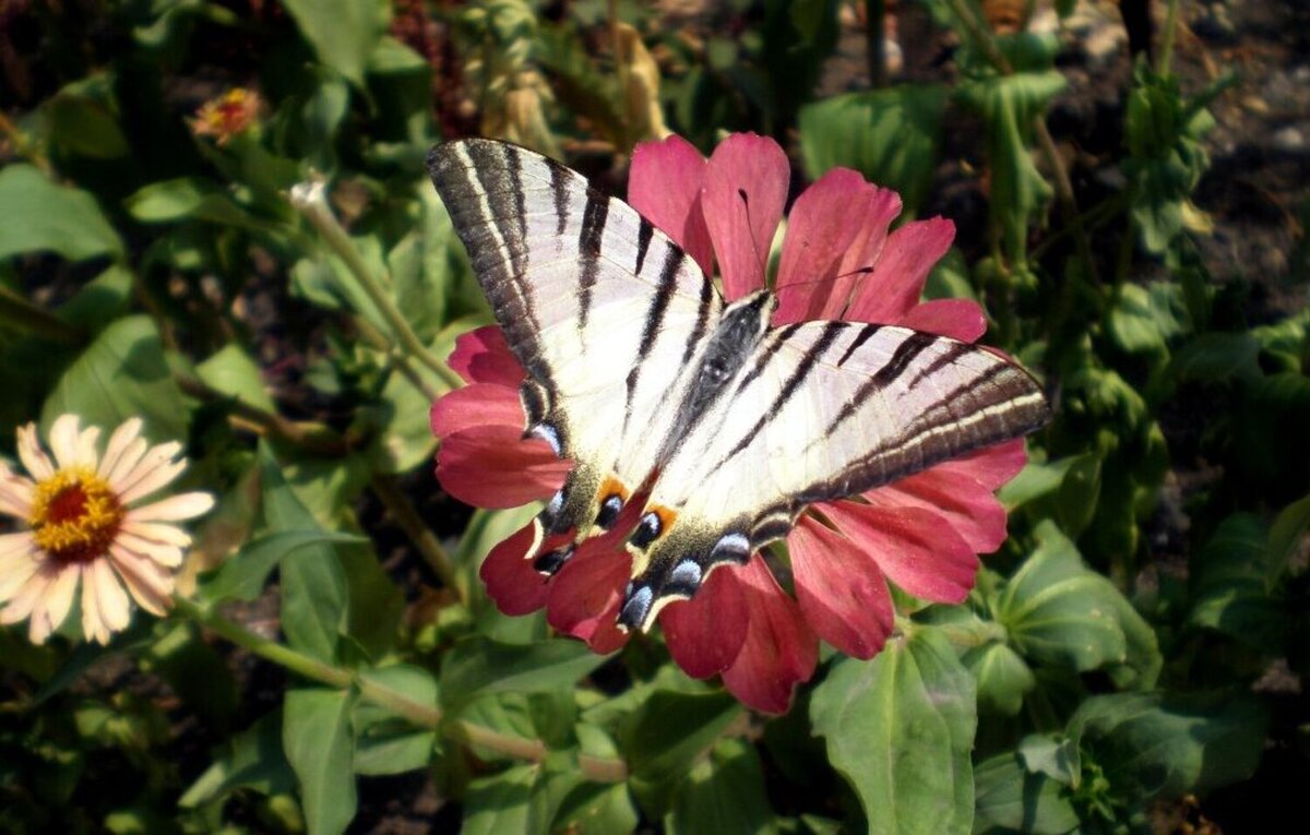 Королек - Татьяна Пальчикова