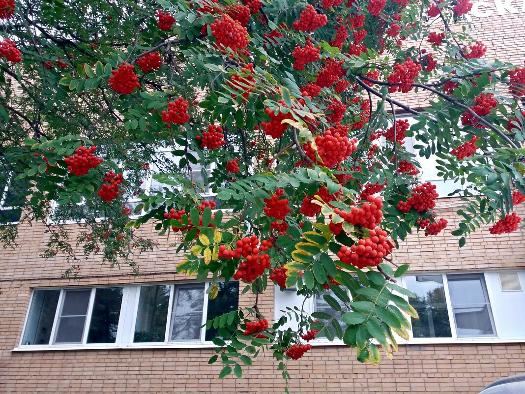 Рябиновый костер - Galina Solovova