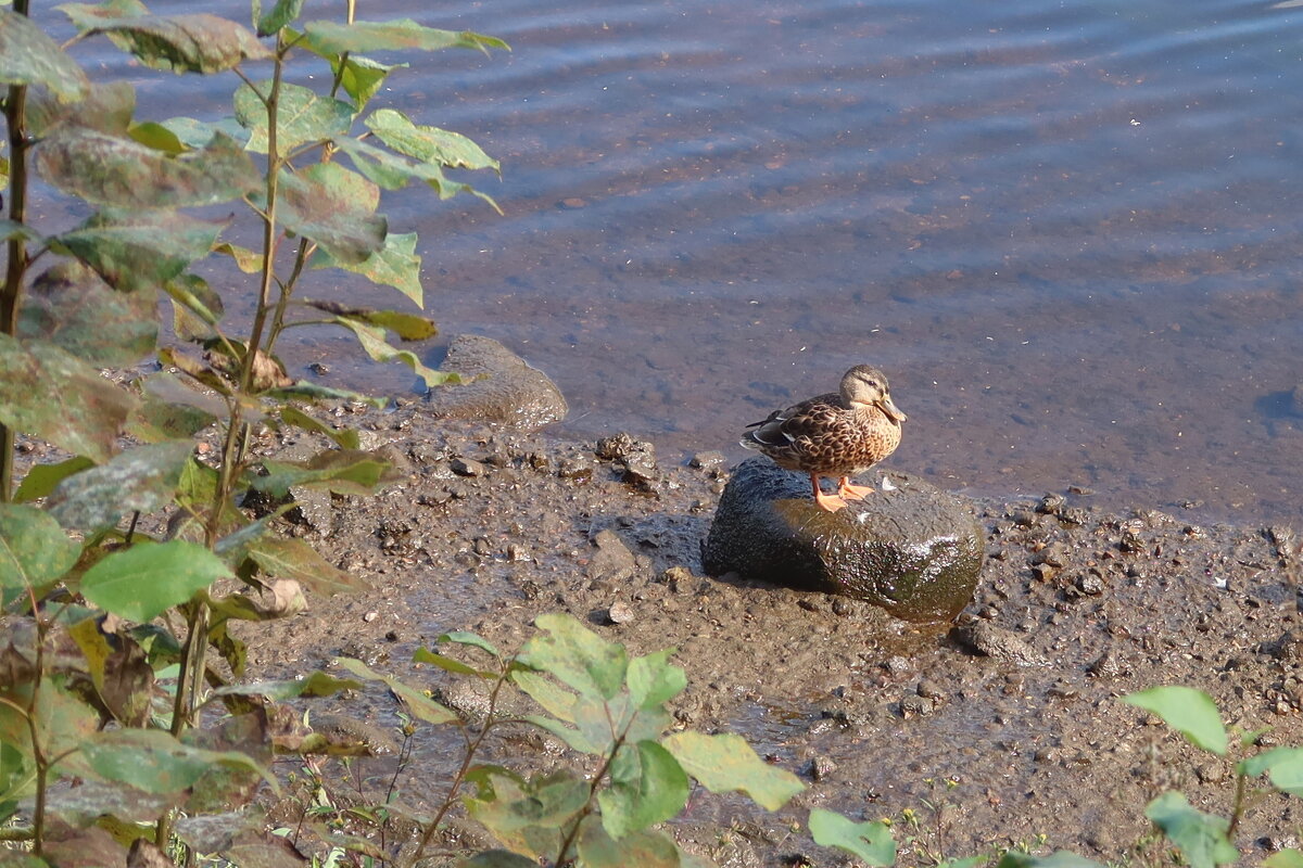 На берегу - Дмитрий И_