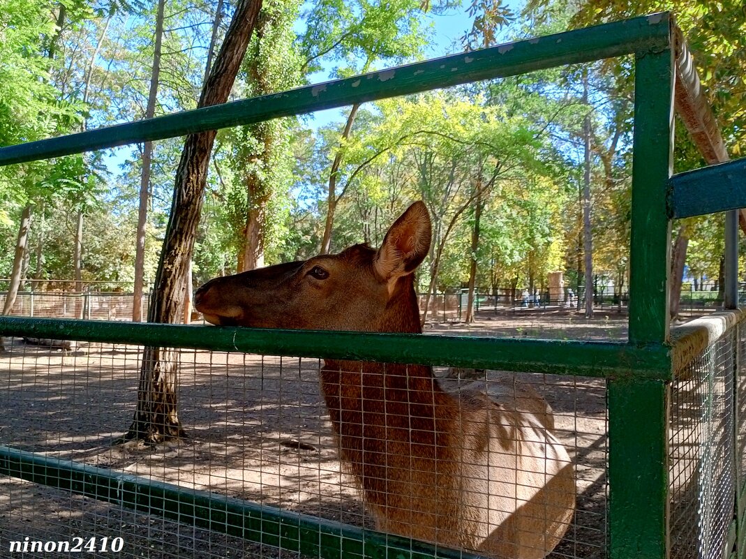 В ростовском зоопарке - Нина Бутко