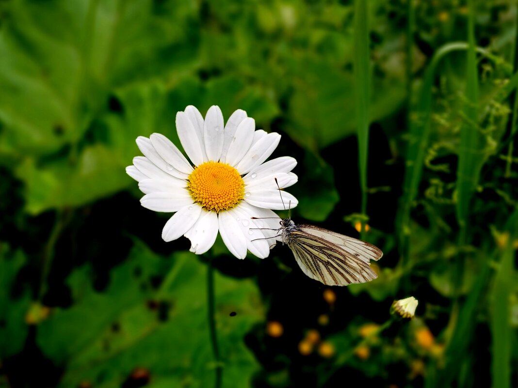 Ромашка и бабочка. - Лия ☼ Ромашка и бабочка. - Лия ☼