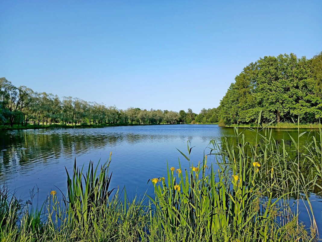 В начале лета. - Лия ☼