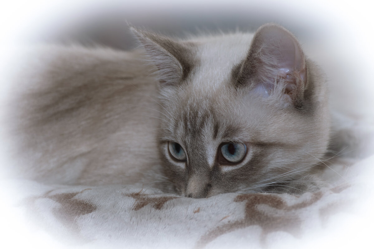 ЗАДУМАЛАСЬ... - Володька Завитушкин