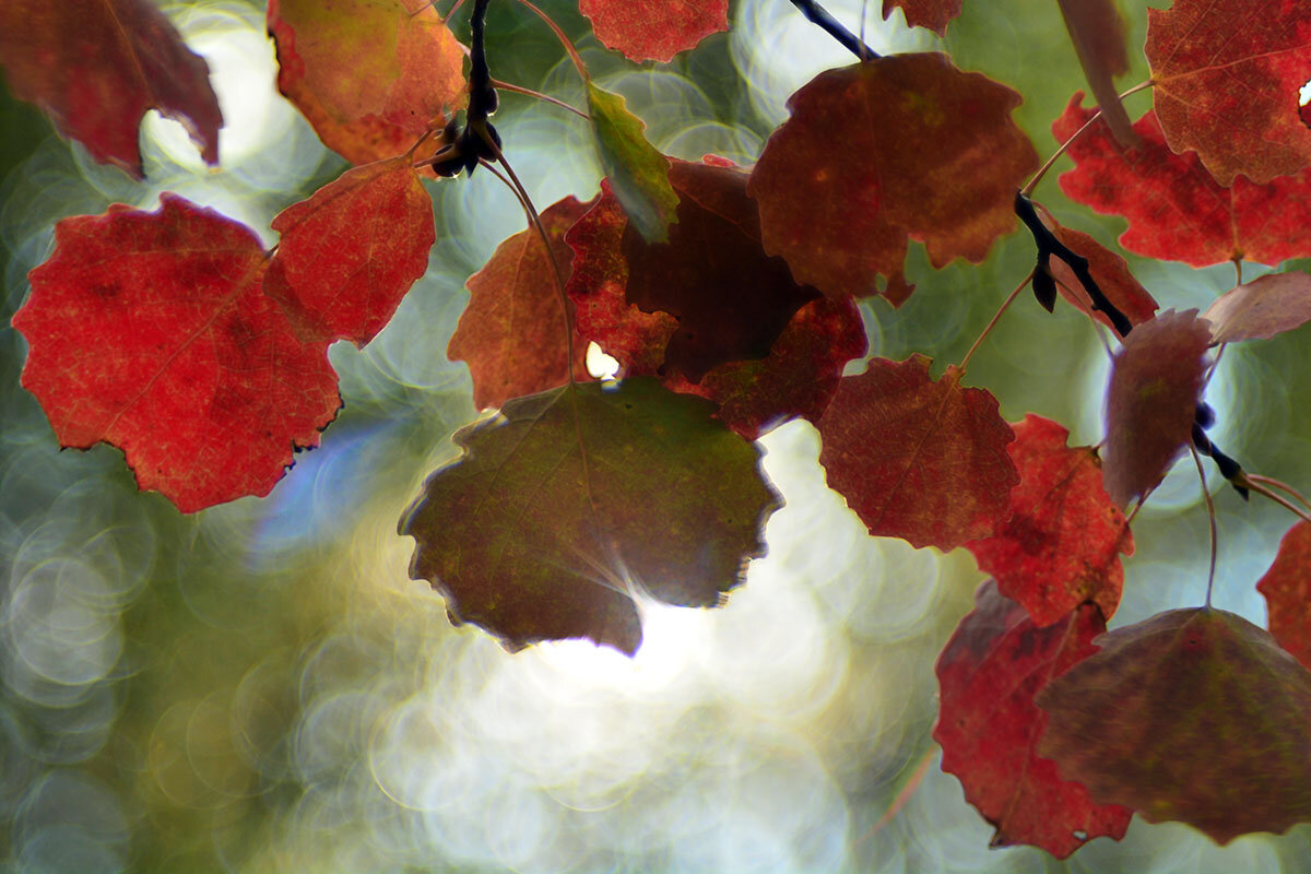 Осеннее сияние - Геннадий Супрун Осеннее сияние - Геннадий Супрун