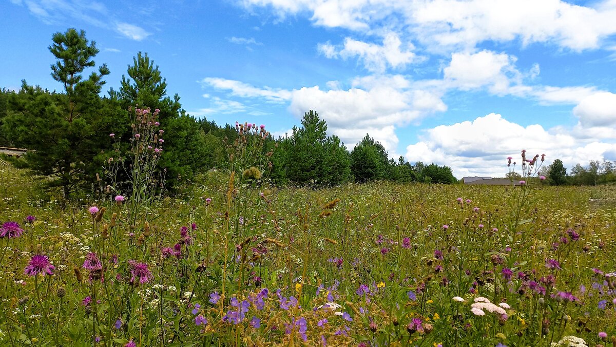 Цвели цветы - Hope 