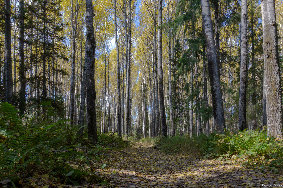 Тени осени - Евгений Тарасов 