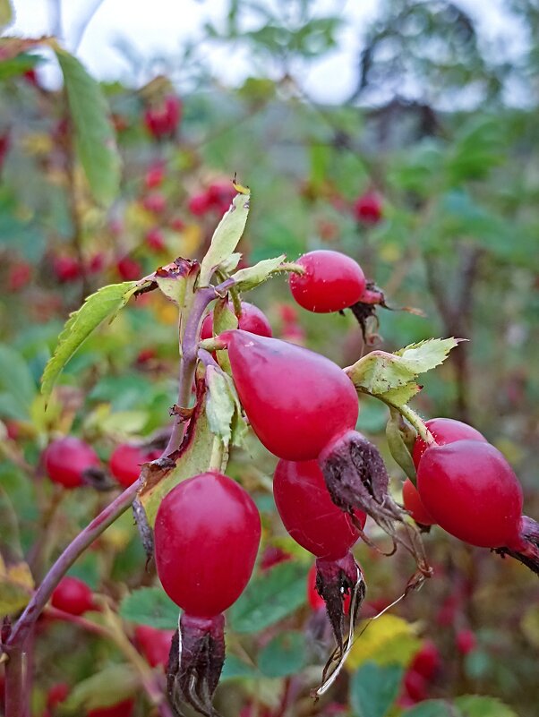 *** - Светлана Кузнецова