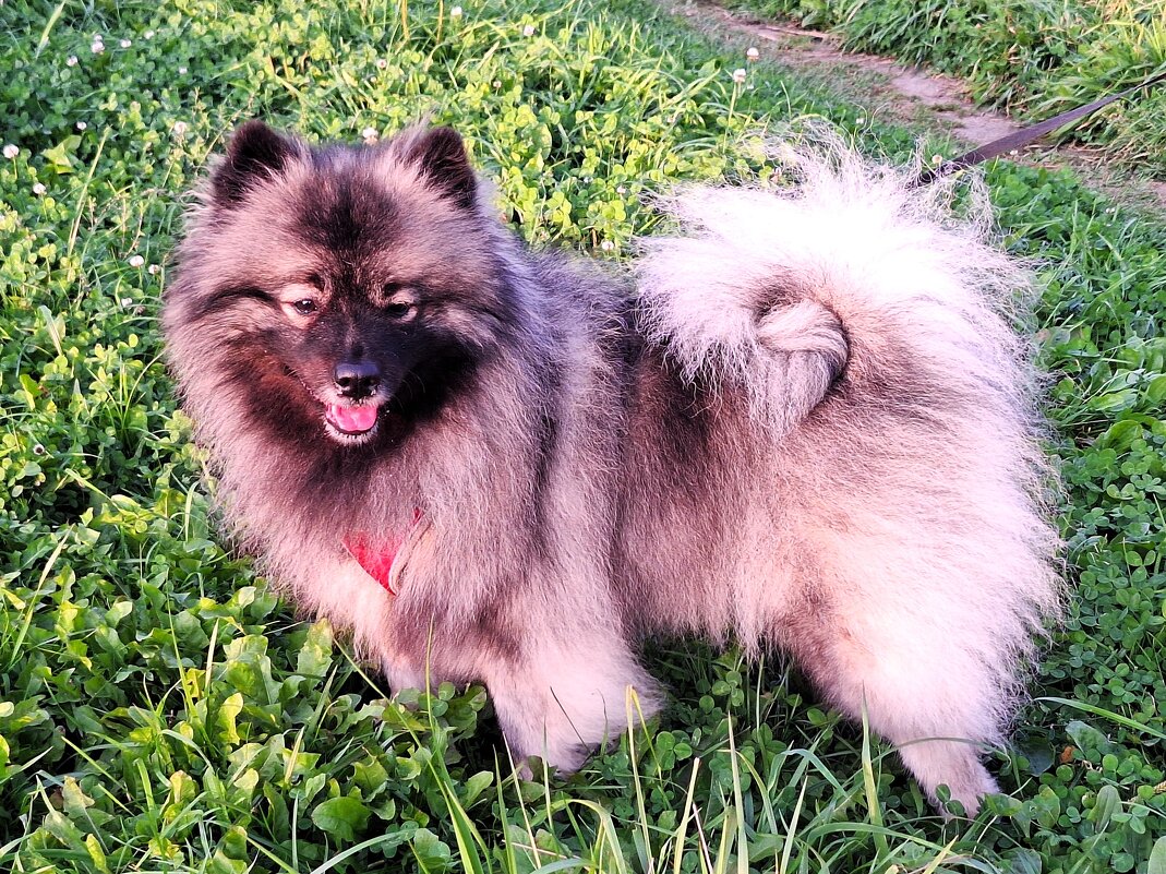 Шпиц - Наталья 