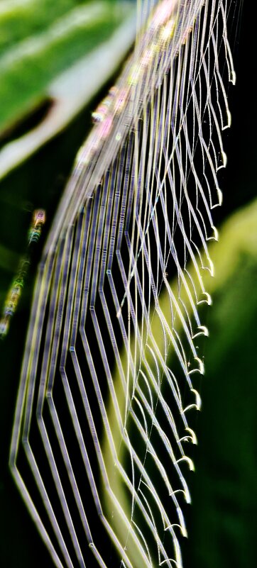 Струны паутины - Наталия 