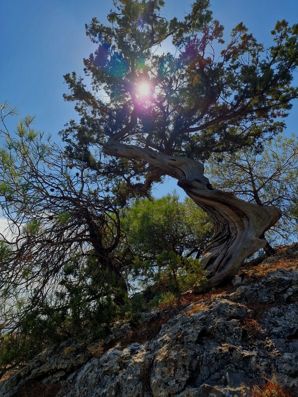 Радужное солнышко - Мария Яковлева