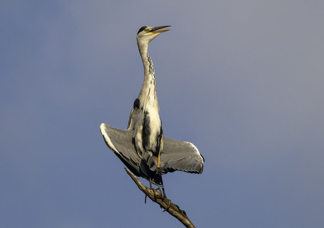 Большая голубая цапля. - Alexander Amromin