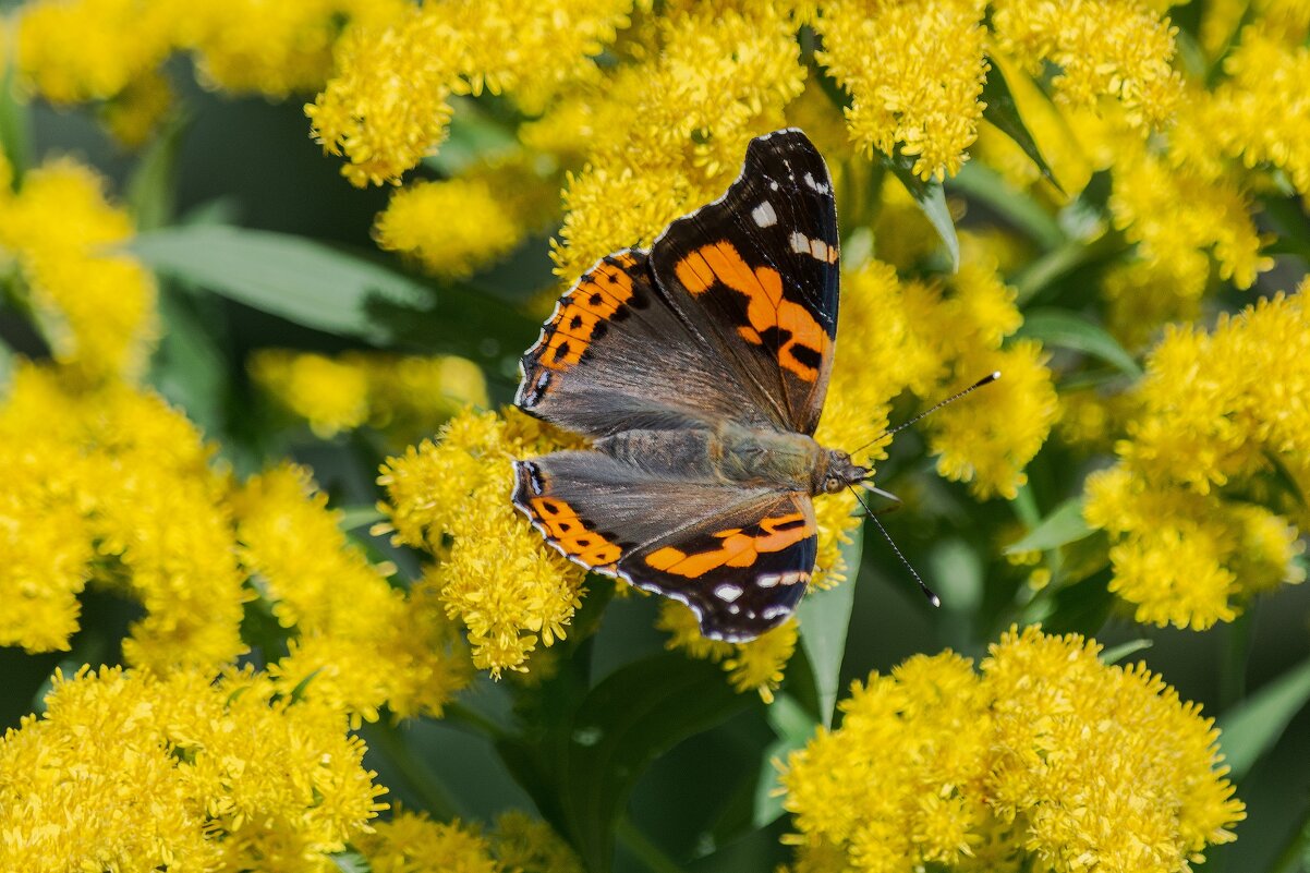 *** - Виктор Иванович Чернюк *** - Виктор Иванович Чернюк