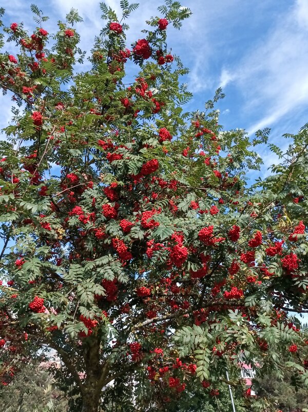 Рябина красная - Veera V