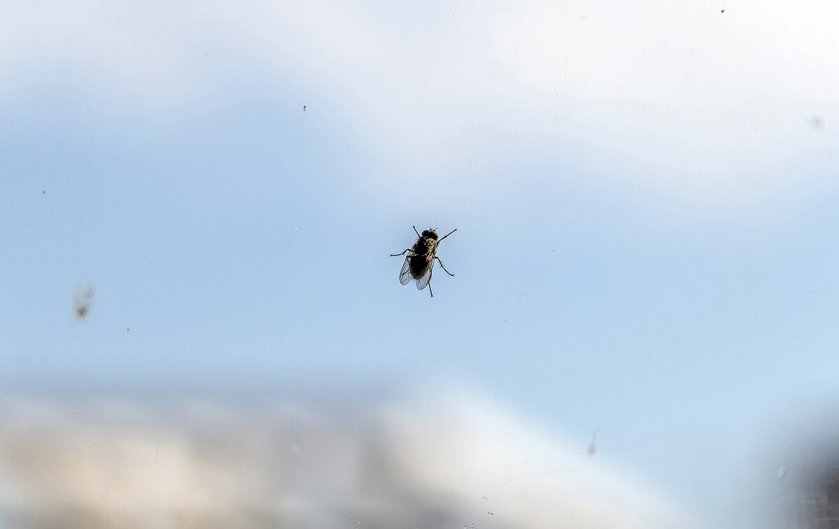 Греется на солнышке - Валерий Иванович