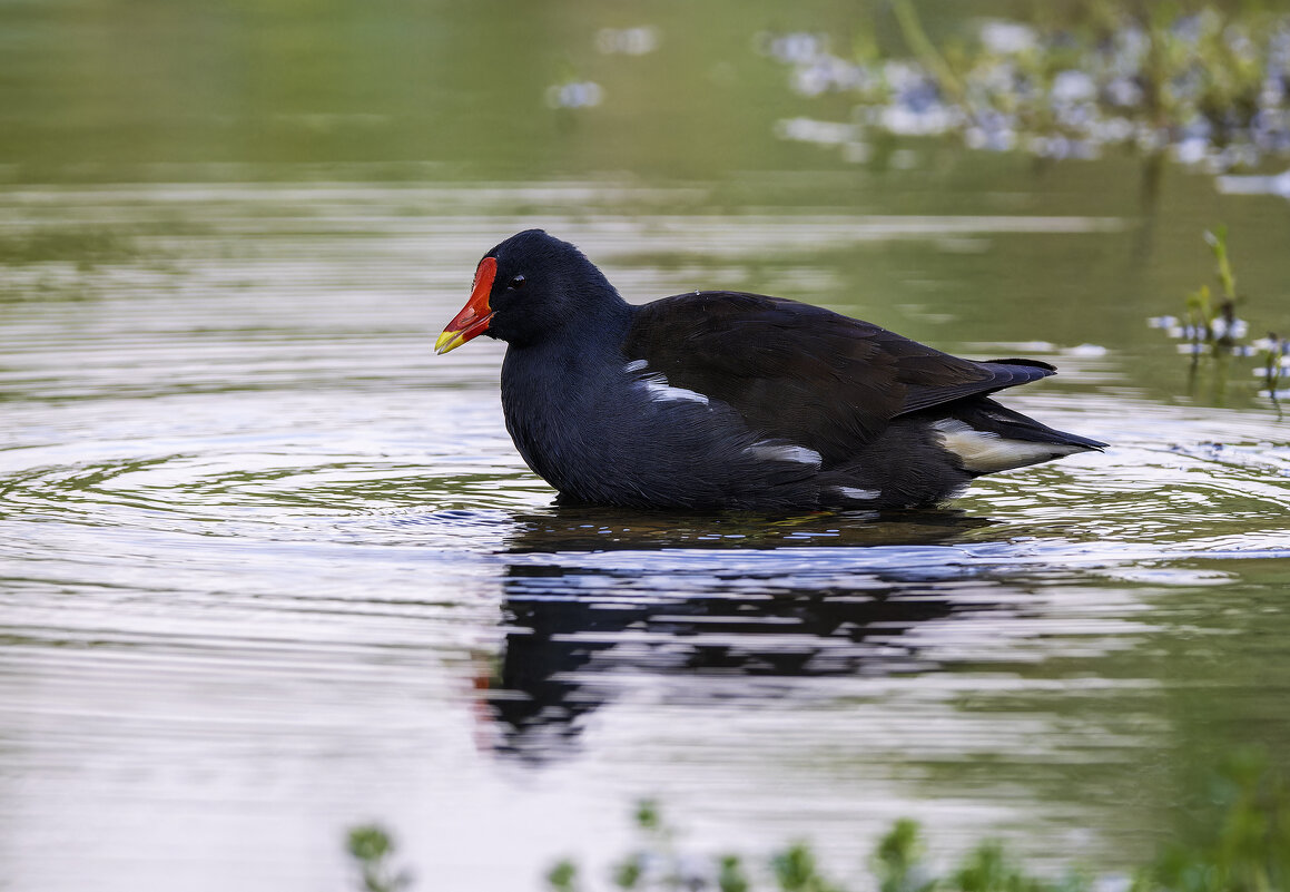 Камышница. - Alexander Amromin Камышница. - Alexander Amromin