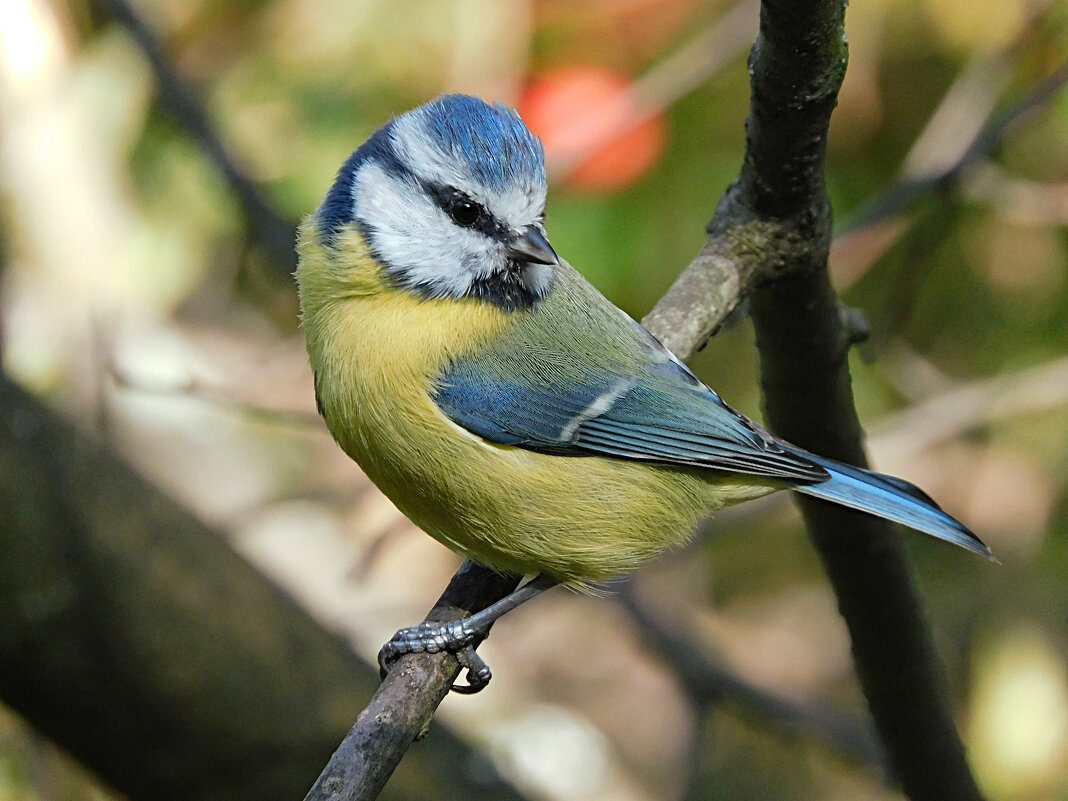 Лазоревка - Лина 