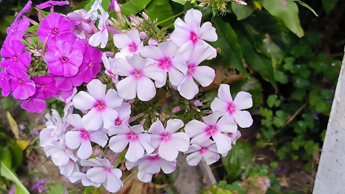 Флоксы. - Ольга 