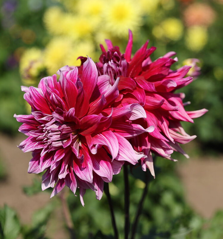 Георгина - Анатолий Шумилин