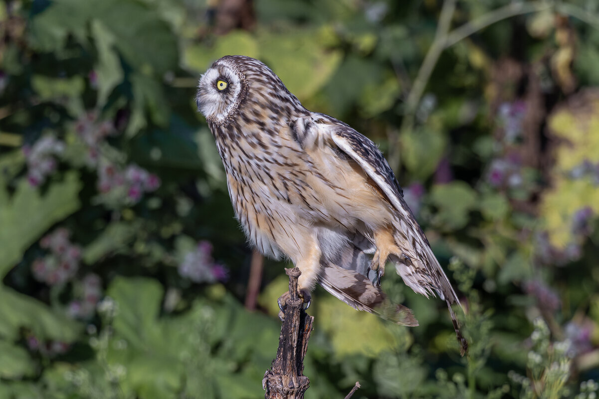 сова болотная. - юрий макаров