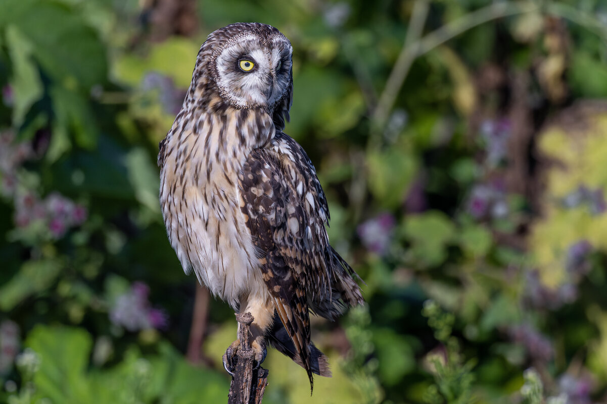 сова болотная. - юрий макаров сова болотная. - юрий макаров
