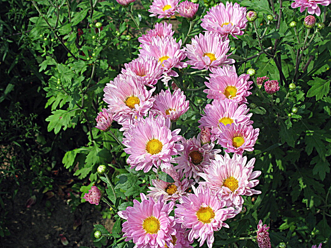 Цветы. - Владимир Драгунский