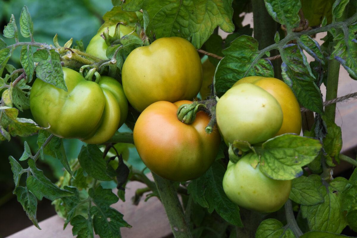 Москва. Август в Аптекарском огороде. - Наташа *****
