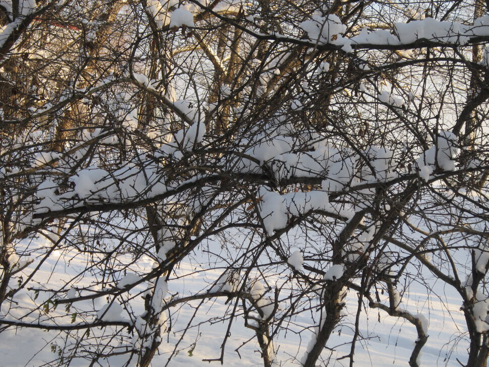 Снег на ветвях - Дмитрий Никитин