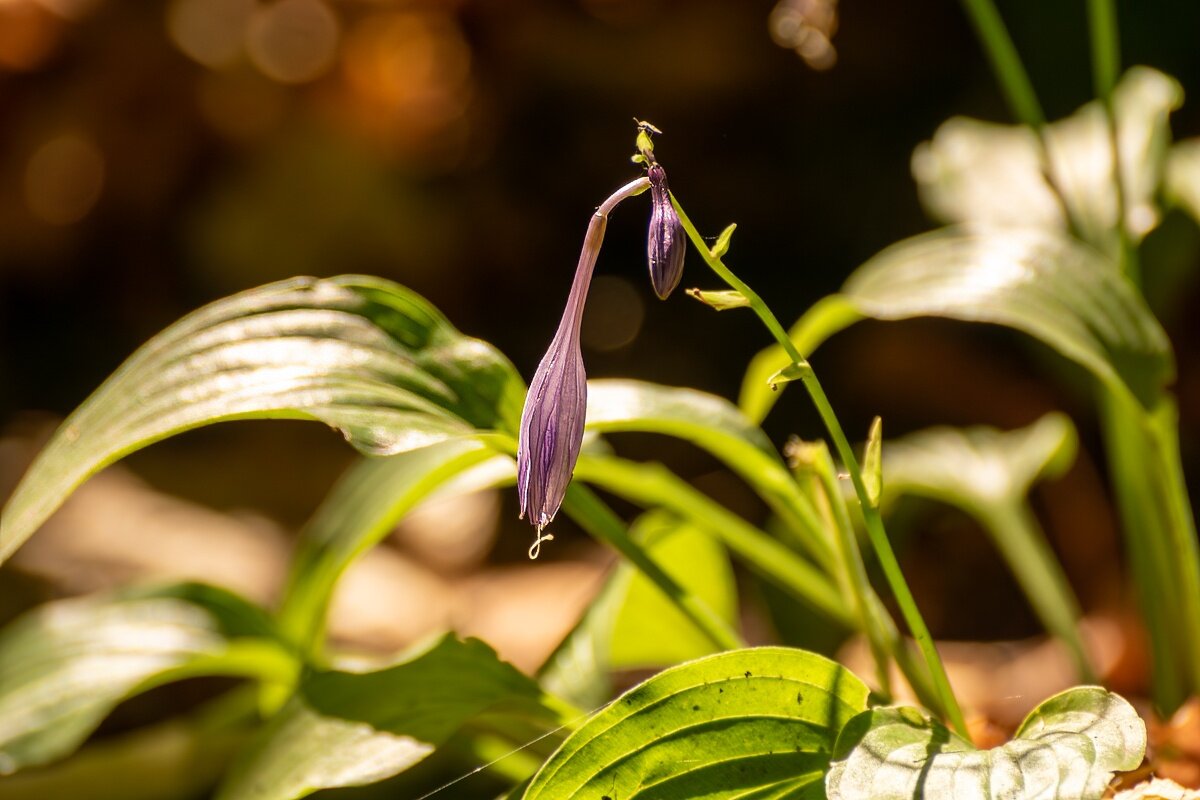 Вот и осень - Игорь Сикорский Вот и осень - Игорь Сикорский