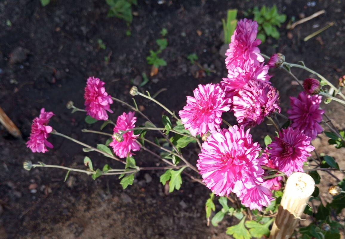 ***** - Елена Семигина