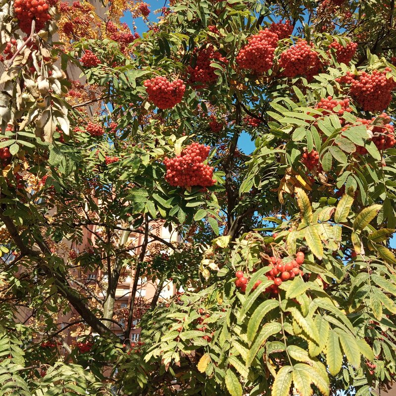 Рябина - Елена Семигина