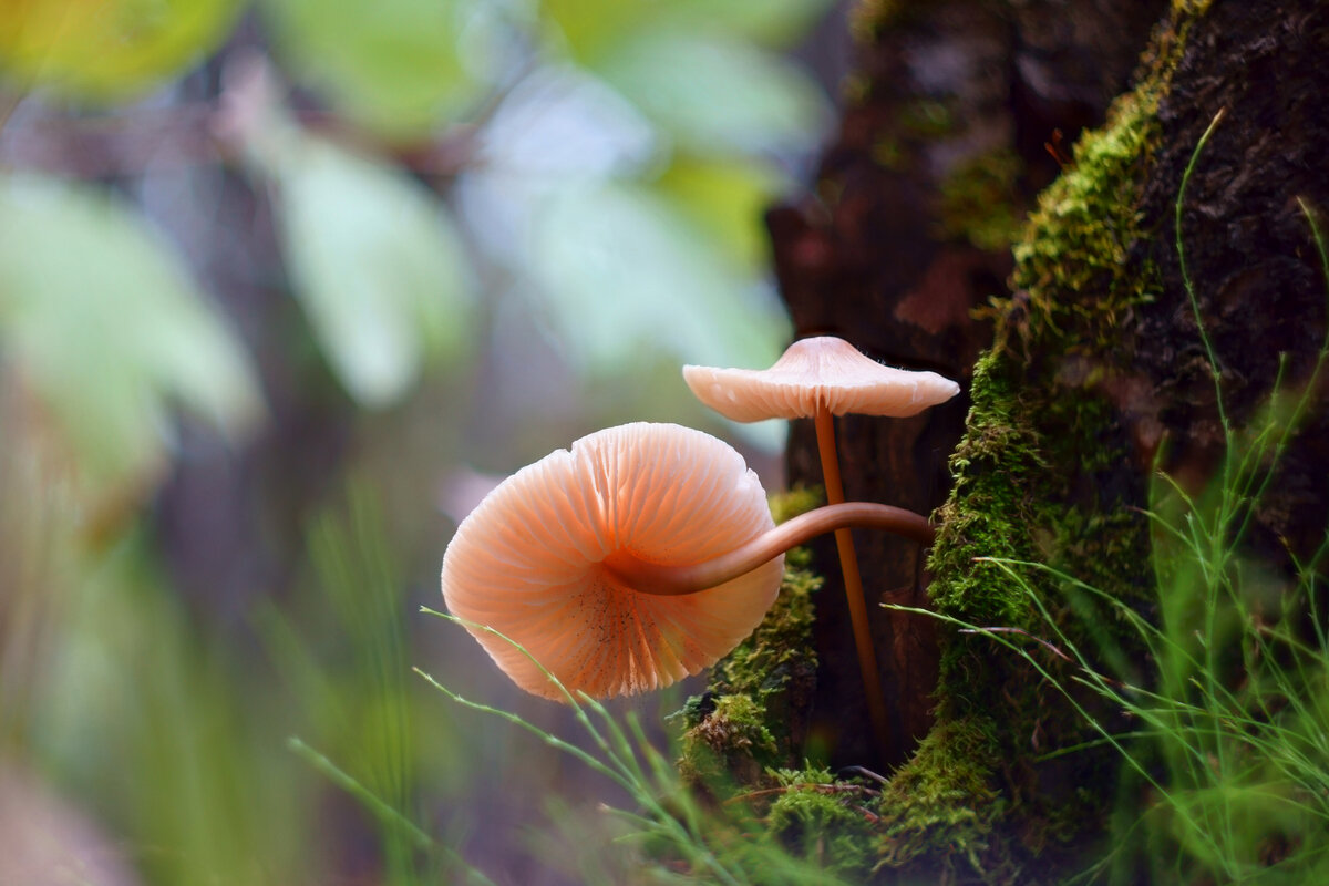 Грибные истории. Извилистый путь к свету - Василий Прудников