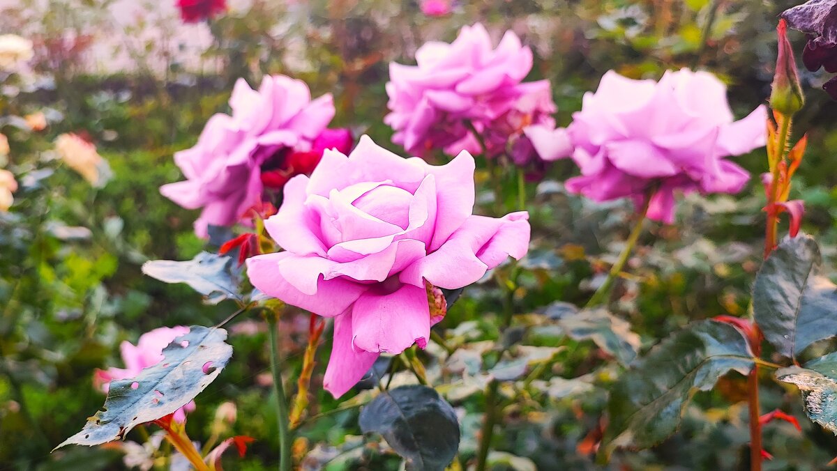 ,,, - Сергей Тимоновский