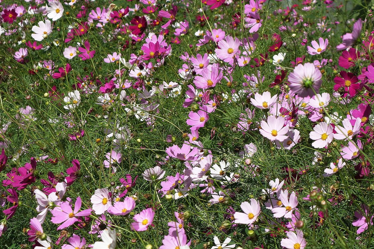 Космея - Рита Симонова