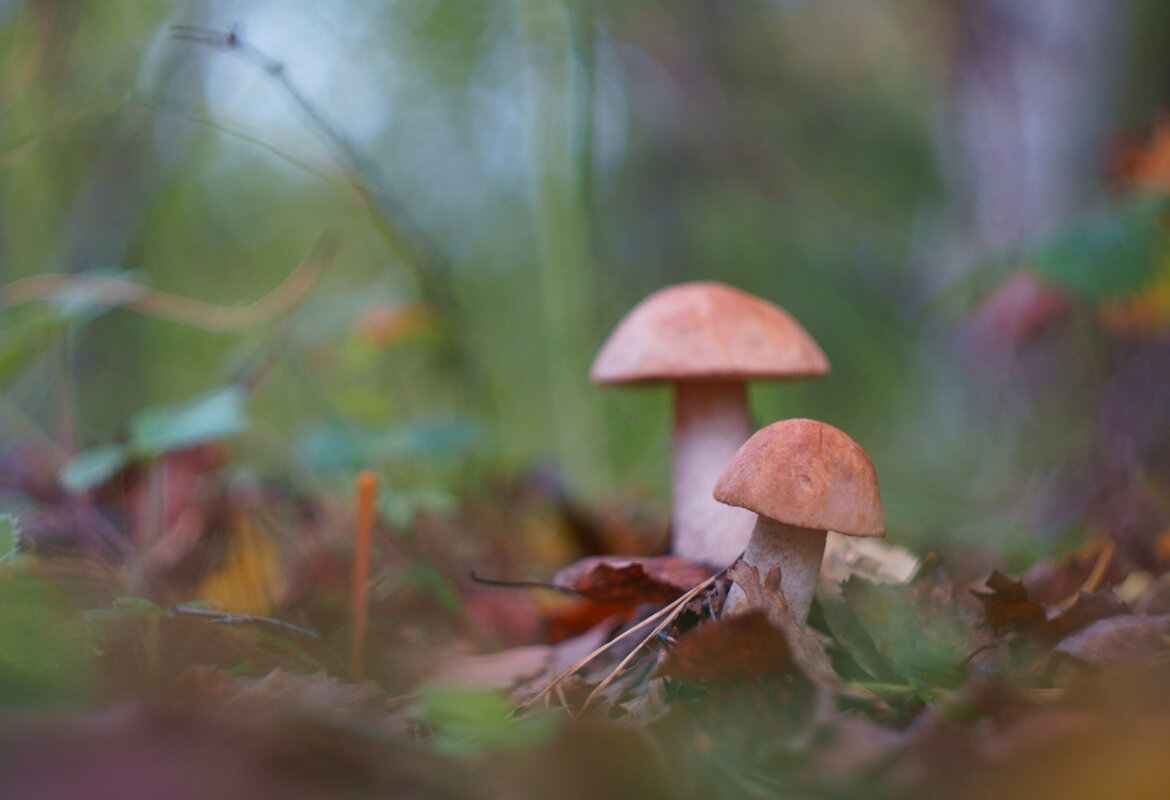 Грибные истории. Выскочка - Василий Прудников